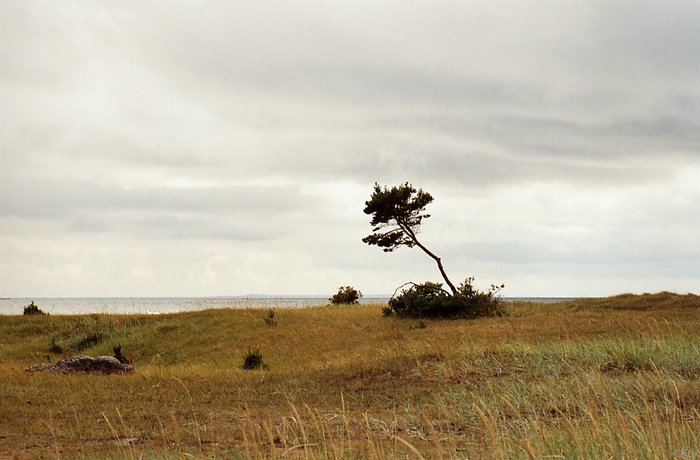 File0096.jpg