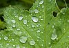 IMG_9895_1.jpg