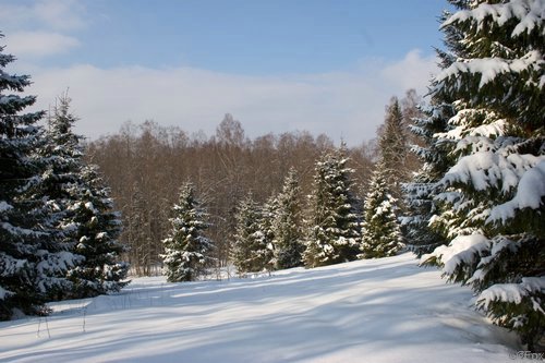 IMG_8833.jpg
