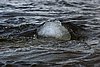 IMG_0020.JPG