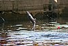 IMG_0636.JPG