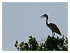 IMG_5242.JPG