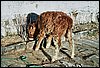 K_17A_0117.jpg
