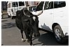 IMG_7336.JPG