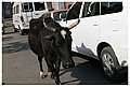 holycow