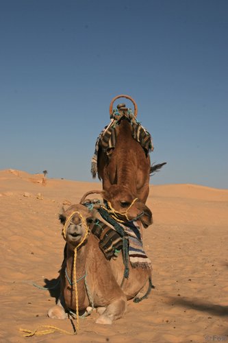 IMG_3935.JPG