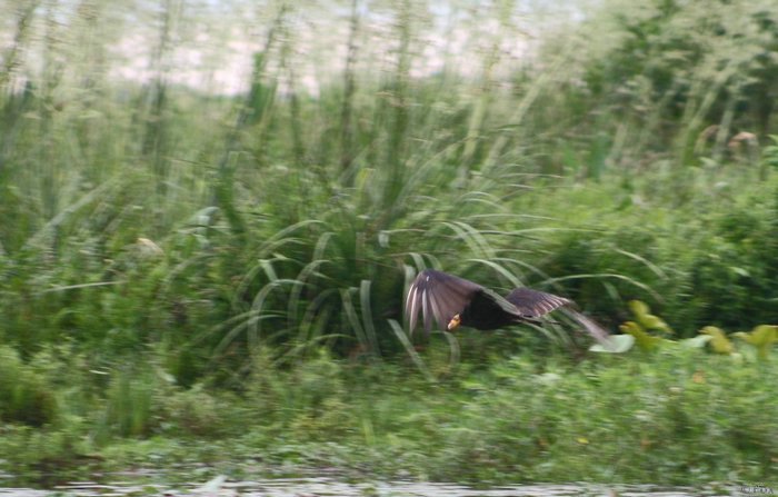 IMG_4729.JPG
