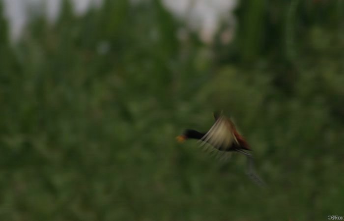 IMG_4794.JPG