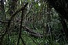 IMG_4672.JPG