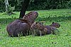 IMG_4691.JPG