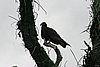 IMG_4696.JPG