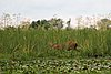 IMG_4715.JPG