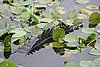 IMG_4741.JPG