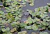 IMG_4742.JPG