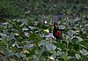 IMG_4796.JPG