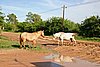 IMG_4834.JPG