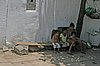 IMG_5095.JPG
