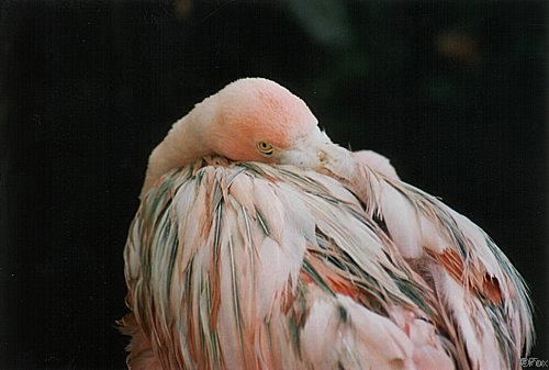 flamingo.jpg