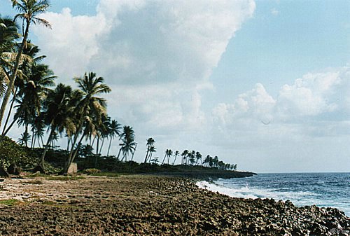kariib_korall.jpg