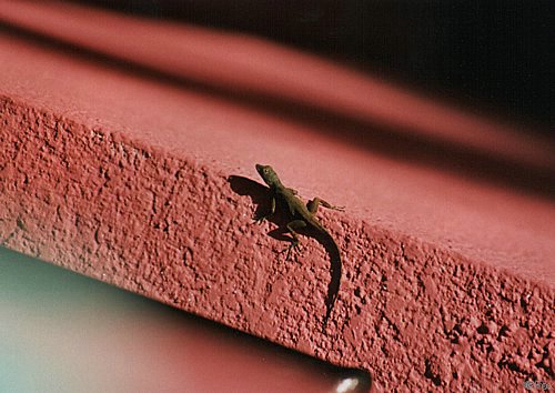 kariib_lizard.jpg