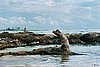 21kariib_dinosaur.jpg