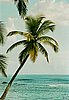 kariib_palm.jpg