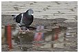 IMG_1610.JPG