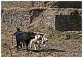 Local life