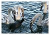 IMG_9008.JPG