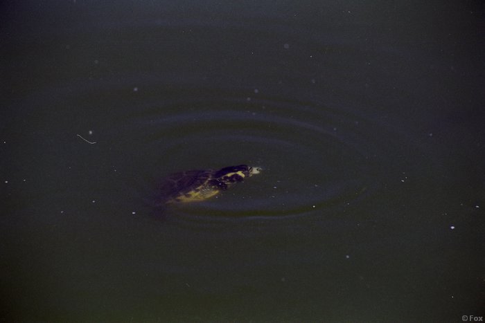 SP0018.JPG