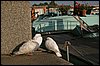 IMG_3769.JPG