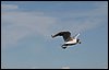 IMG_0447.JPG