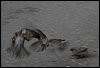 IMG_1039.JPG