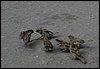 IMG_1042.JPG