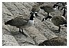 IMG_1099.JPG