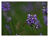 39IMG_1331.JPG