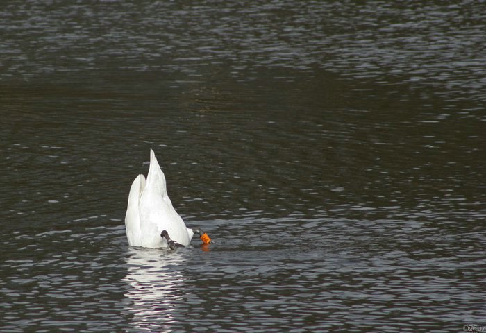 IMG_9302.JPG