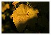 IMG_4047.JPG